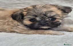 Shih Tzu dogs for sale: Gorgeous Small Imperial Shih tzu puppies READY - Image 13