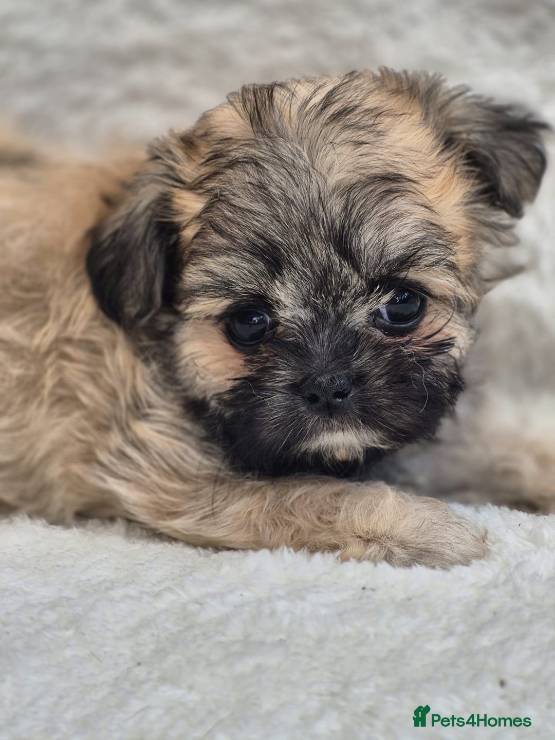 Shih Tzu dogs for sale: Gorgeous Small Imperial Shih tzu puppies READY - Image 13