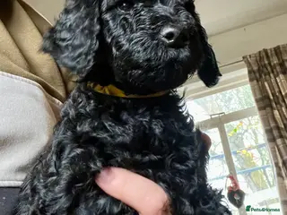 Standard Poodle dogs Standard Poodle Black male - Advert 9