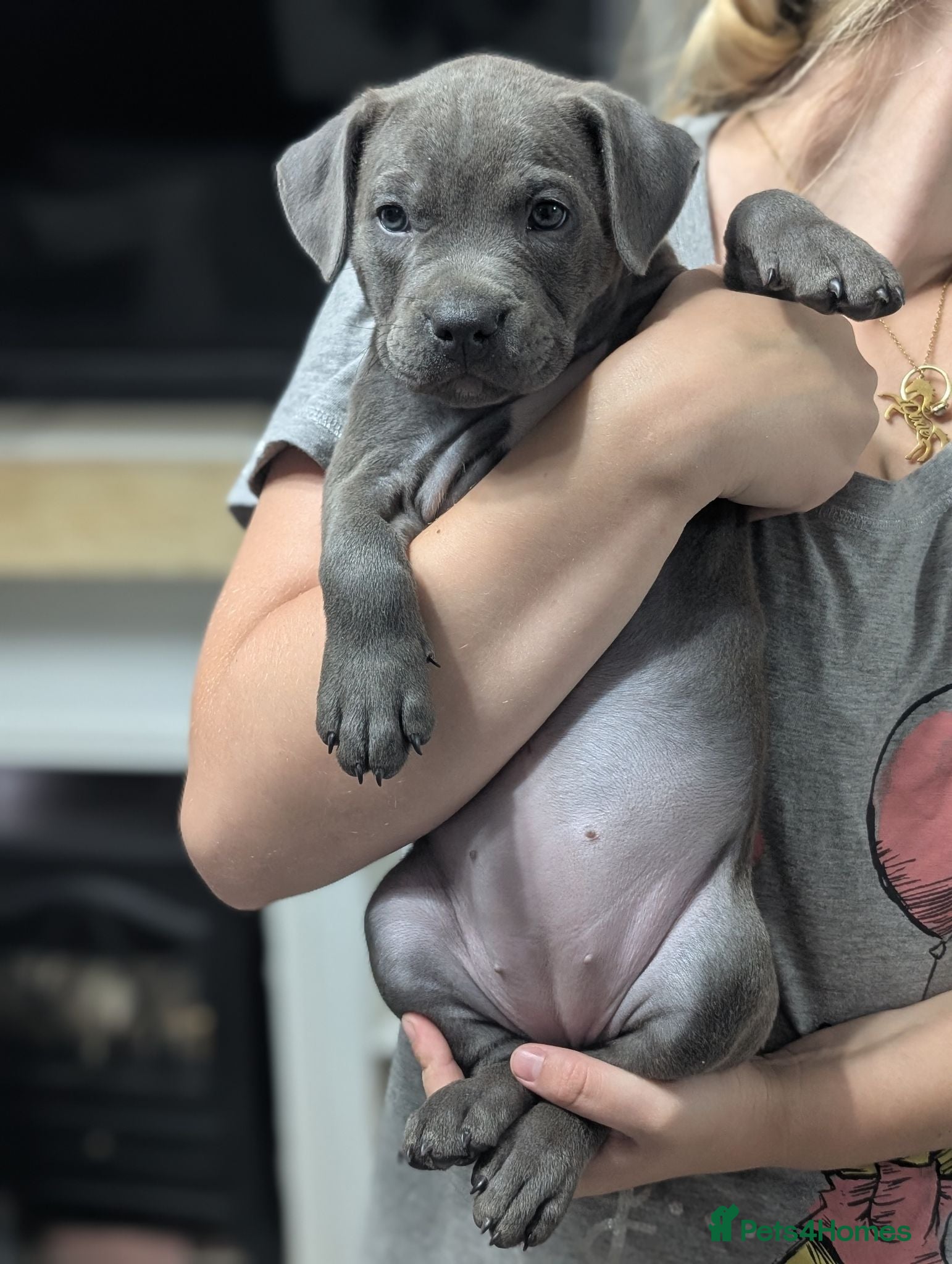 Staffordshire Bull Terrier dogs Stunning staff x puppies - Advert 12