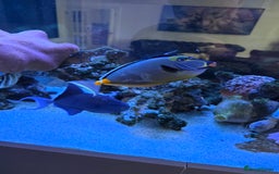 Angelfish fish for sale: Marine fish and coral - Image 6