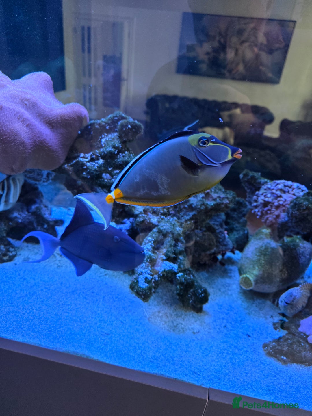 Angelfish fish for sale: Marine fish and coral - Image 6