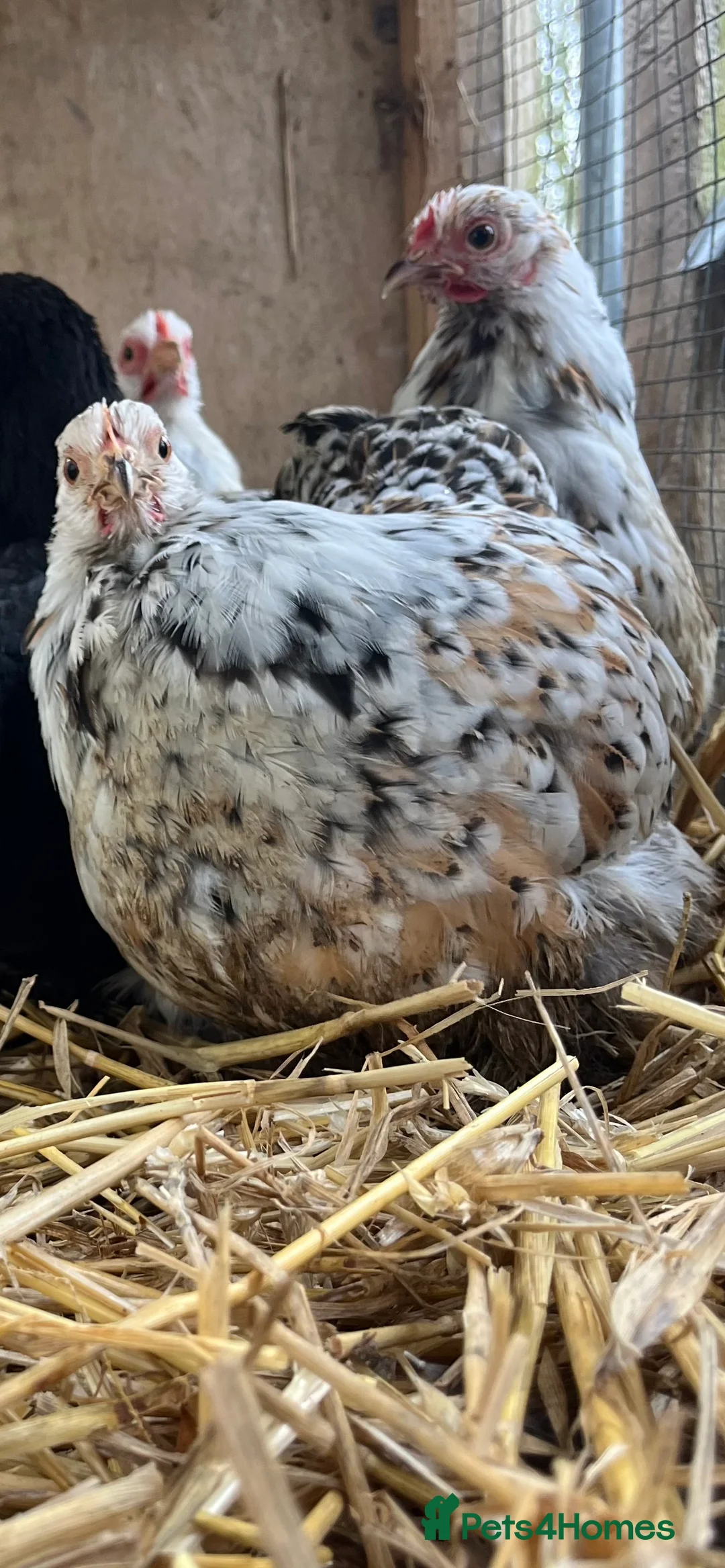 Chickens poultry for sale: Pekin and Silkie Point of Lay Females  - Advert 1