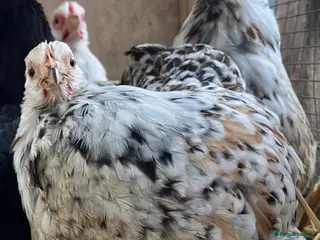 Chickens poultry Pekin and Silkie Point of Lay Females - Advert 5