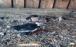 Chickens poultry for sale: Silkie and Bantams for sale - Image 9