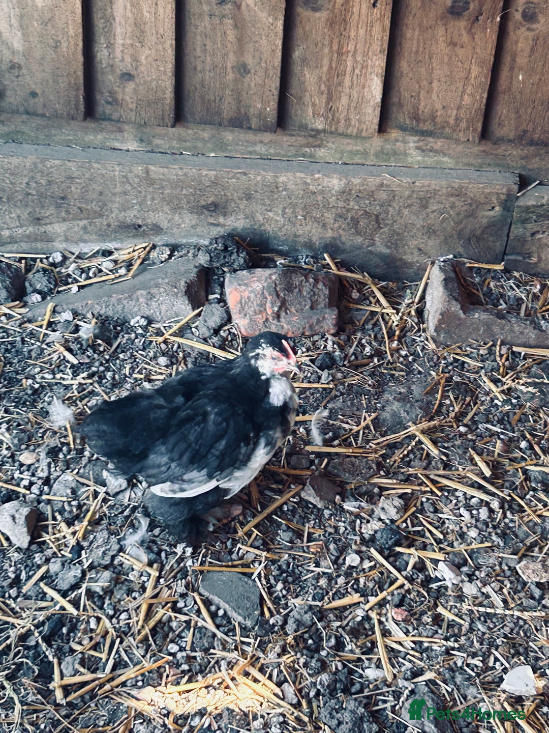 Chickens poultry for sale: Silkie and Bantams for sale - Image 9