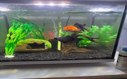 Goldfish fish for sale: Fancy Goldfish for new home 🐟🏡 - Image 1