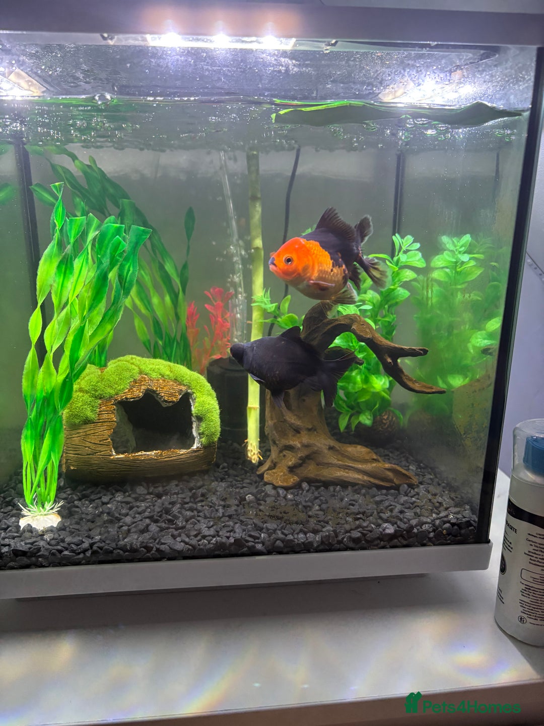 Goldfish fish for sale: Fancy Goldfish for new home 🐟🏡 - Image 1