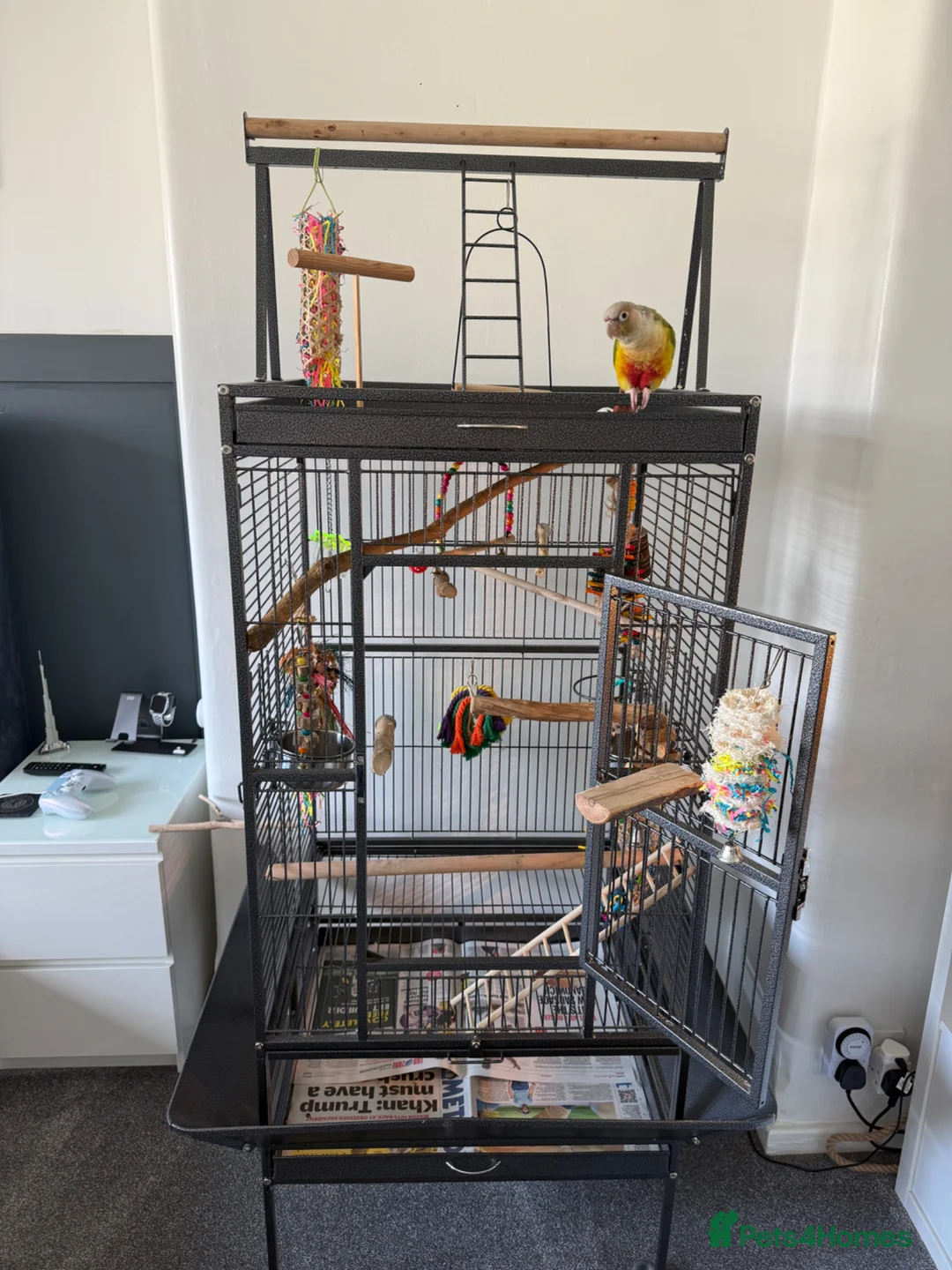 Conures birds for sale: Pineapple conure  URGENT - Advert 6