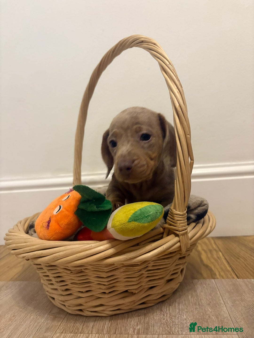 Miniature Dachshund dogs for sale: Minature dachshund pups  - Image 19