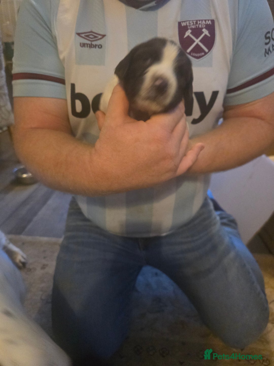 English Springer Spaniel dogs for sale: English Springer Spaniel liver & white pups - Advert 24
