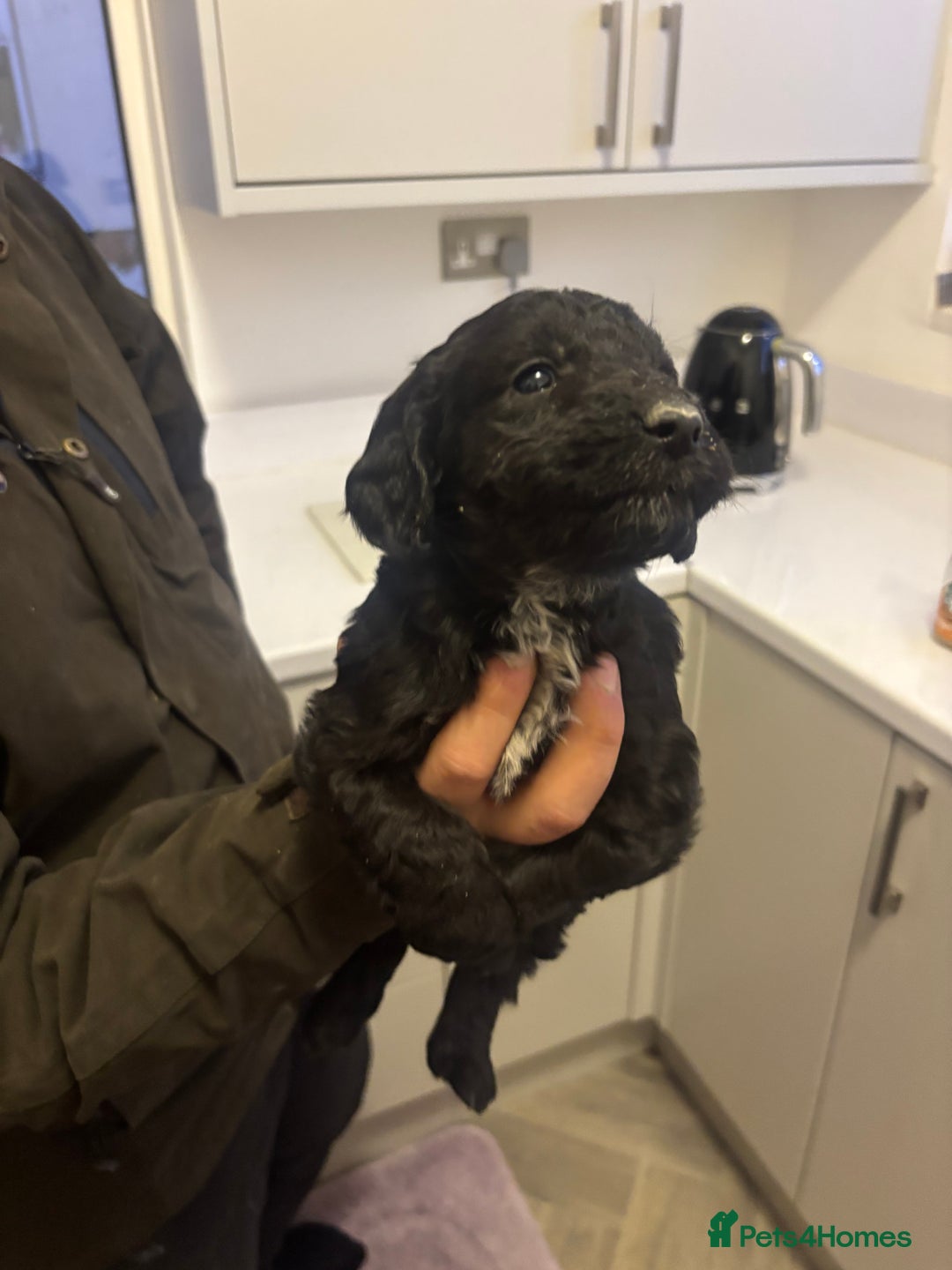 Cockapoo dogs for sale: Cockapoo puppies  - Advert 7