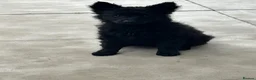 Mudi dogs for sale: KC registered Hungarian Mudi puppies  - Advert 8