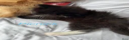 Persian cats for sale: 🤎Persian,Maincoon🤎 - Advert 6