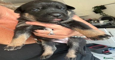 Mixed Breed dogs - Advert 7