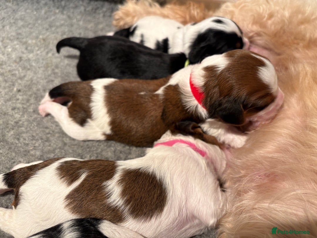 Cavapoo dogs for sale: HOME RAISED STUNNING TRI-COLOUR CAVAPOOS  - Image 12
