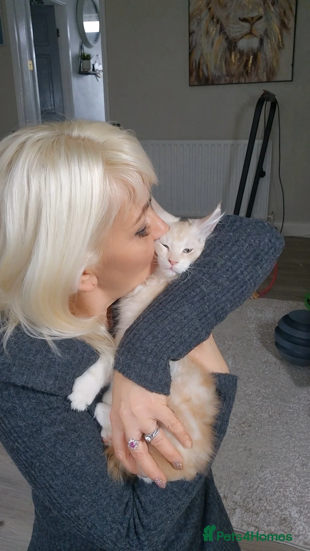 Maine Coon cats for sale: Beautiful Maine Coon boys . - Advert 17