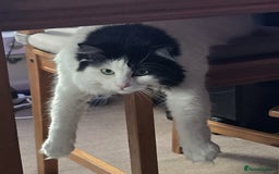 Mixed Breed cats for sale: Loving Indoor Cat Looking for a Good New Home - Image 10