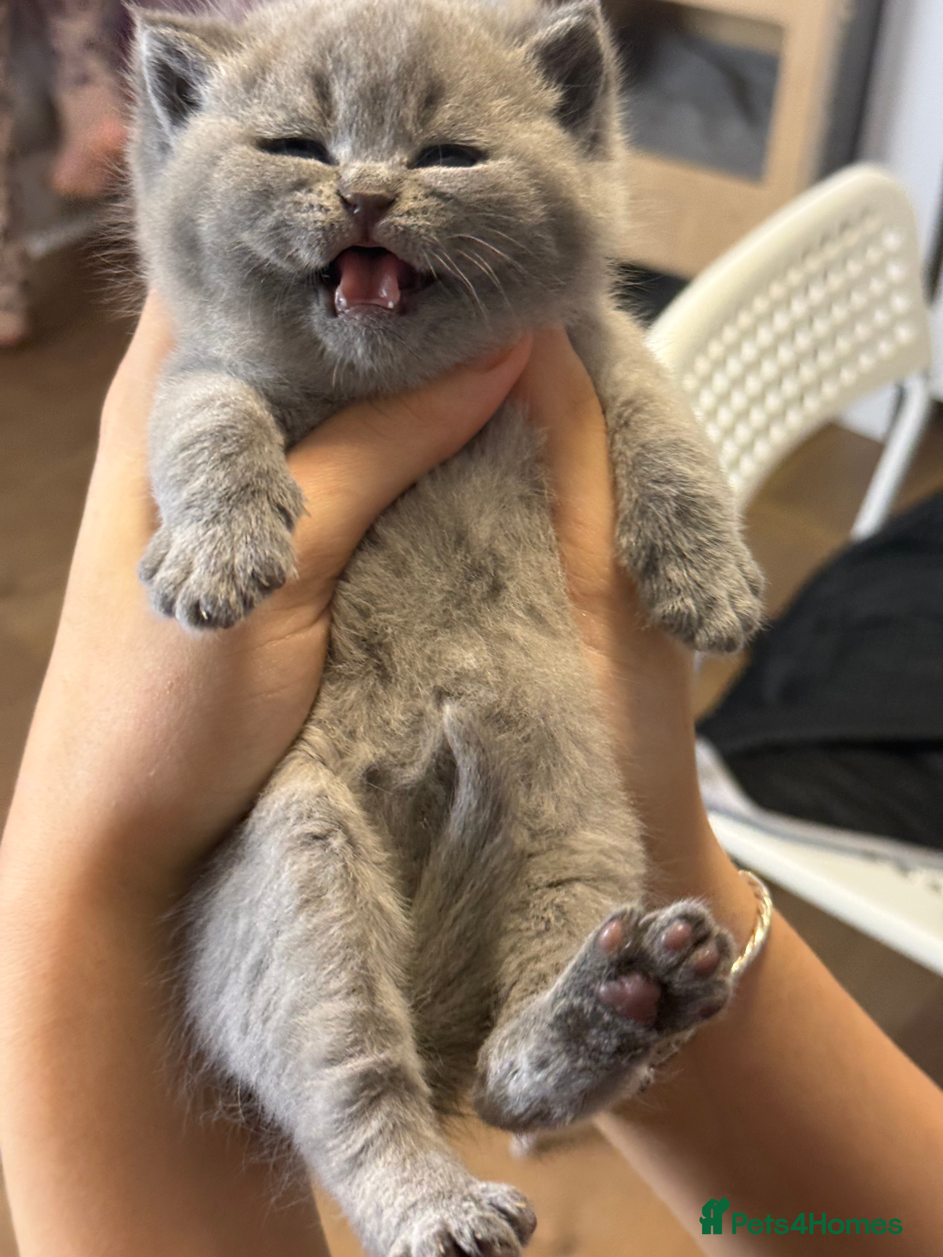 British Shorthair cats 100% Pure Pedigree Champion line Bsh Reg. Kittens - Advert 1