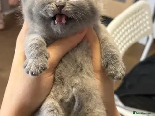 British Shorthair cats 100% Pure Pedigree Champion line Bsh Reg. Kittens - Advert 1