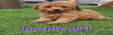 Maltipoo 5