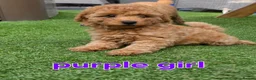 Maltipoo dogs for sale: 🐶5 stunning maltipoo pups for sale🐶 - Advert 5
