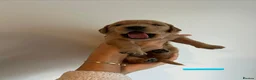 Golden Retriever dogs for sale: 🐾 Gorgeous pedigree Golden Retriever Puppies - Advert 8