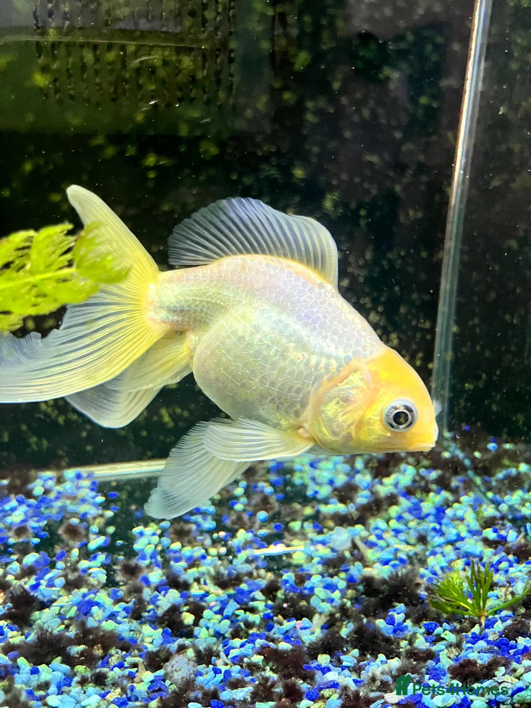 Fancy Goldfish fish for sale: Cold water fancy goldfish in Romsey - Advert 1