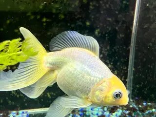 Fancy Goldfish fish Cold water fancy goldfish - Advert 1