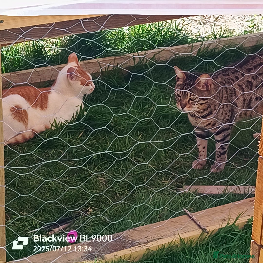 Mixed Breed cats for sale: 3 lovely boys looking for loving home - Image 4