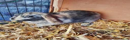 Mixed Breed rabbits for sale: Cute bunnies  in Ware - Advert 3