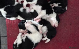 Border Collie dogs for sale: Border Collie puppies for sale - Image 8