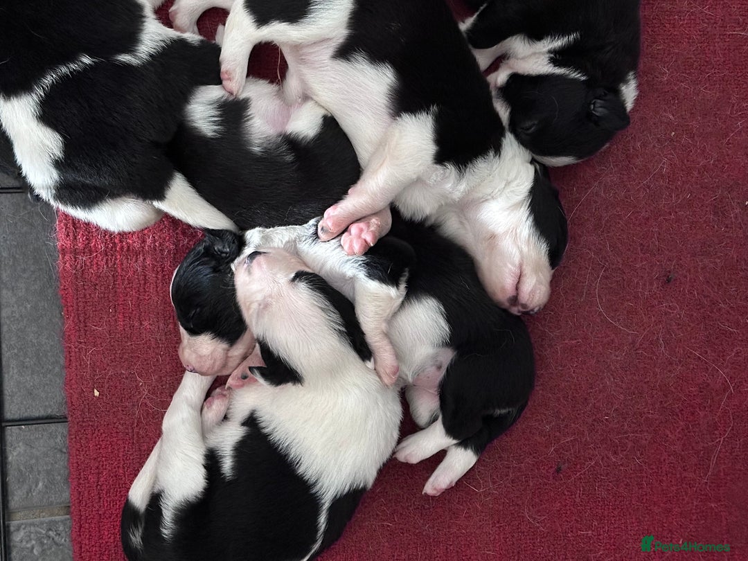 Border Collie dogs for sale: Border Collie puppies for sale - Image 8