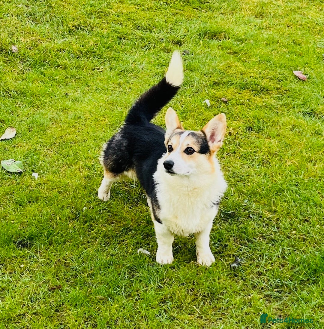 Welsh Corgi Pembroke dogs for sale: Tri coloured quality pedigree puppies available - Advert 21