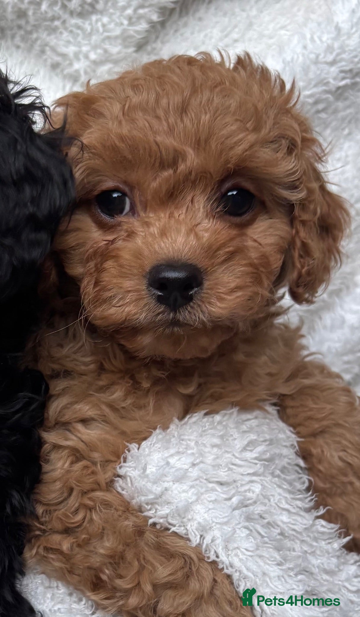 Cavapoo dogs 💛*CAVAPOO’S*2 Boys*1 Girl*Ready Now in CHESHIRE⭐️ - Advert 2