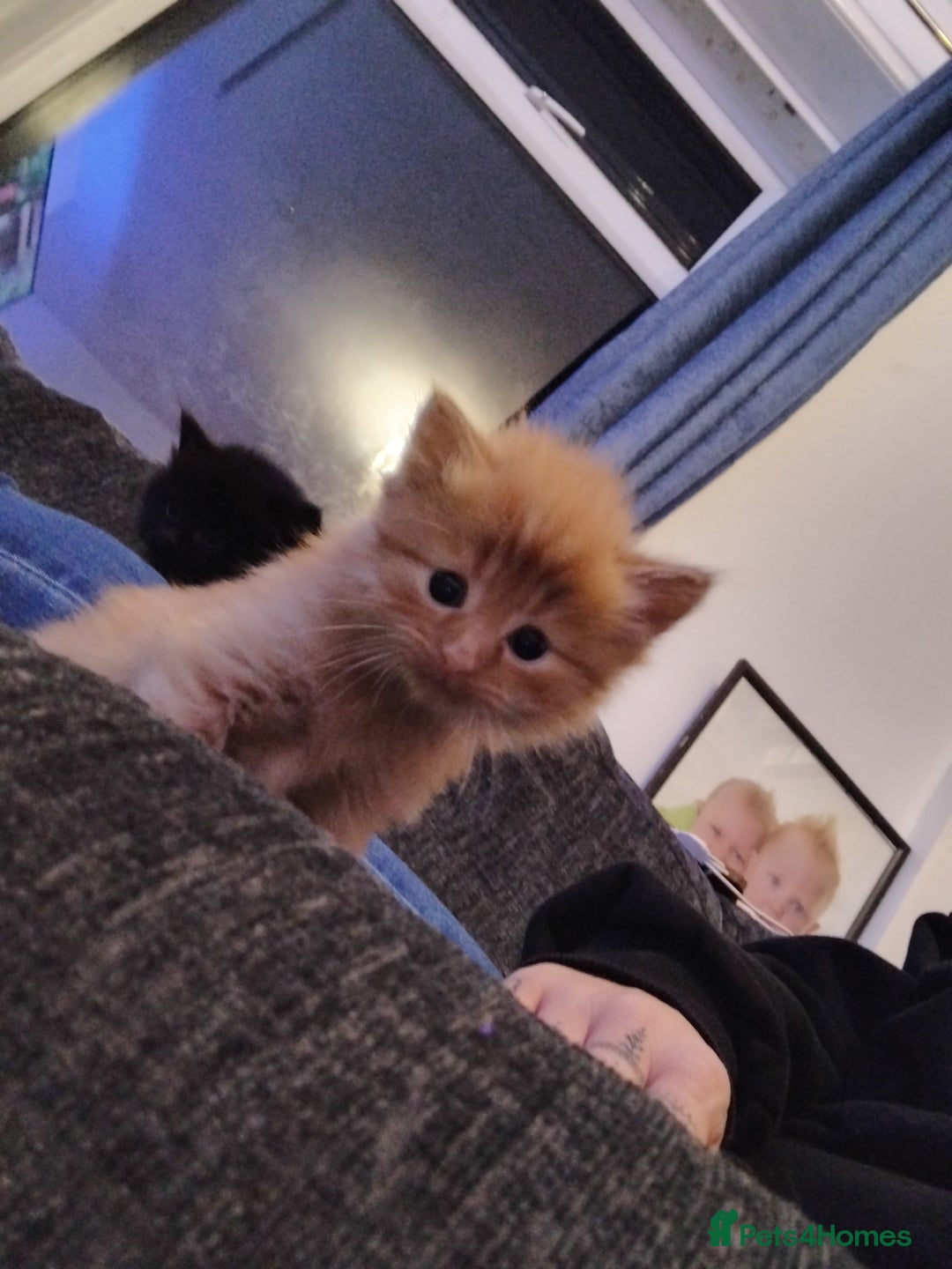 Maine Coon cats for sale: 2 Maine coon cross kittens - Advert 16