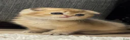 British Shorthair cats for sale: Scottish golden chinchilla ready for new homes  - Advert 6