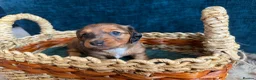 Miniature Dachshund dogs for sale: Beautiful Miniature Dachshund Puppies - Advert 18