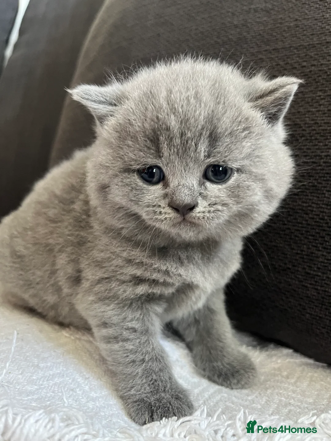 British Shorthair cats for sale: British short hair - Advert 15