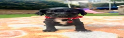 Springador dogs for sale: Beautiful Springador Puppies 🐾 - Advert 30
