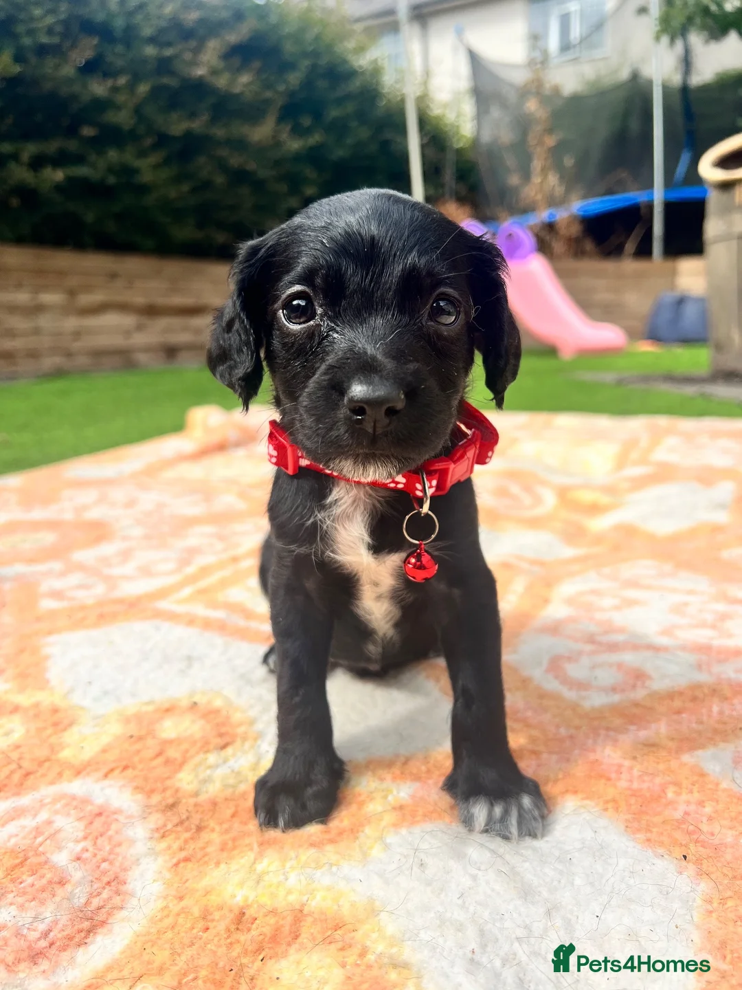 Springador dogs for sale: Beautiful Springador Puppies 🐾 - Advert 30