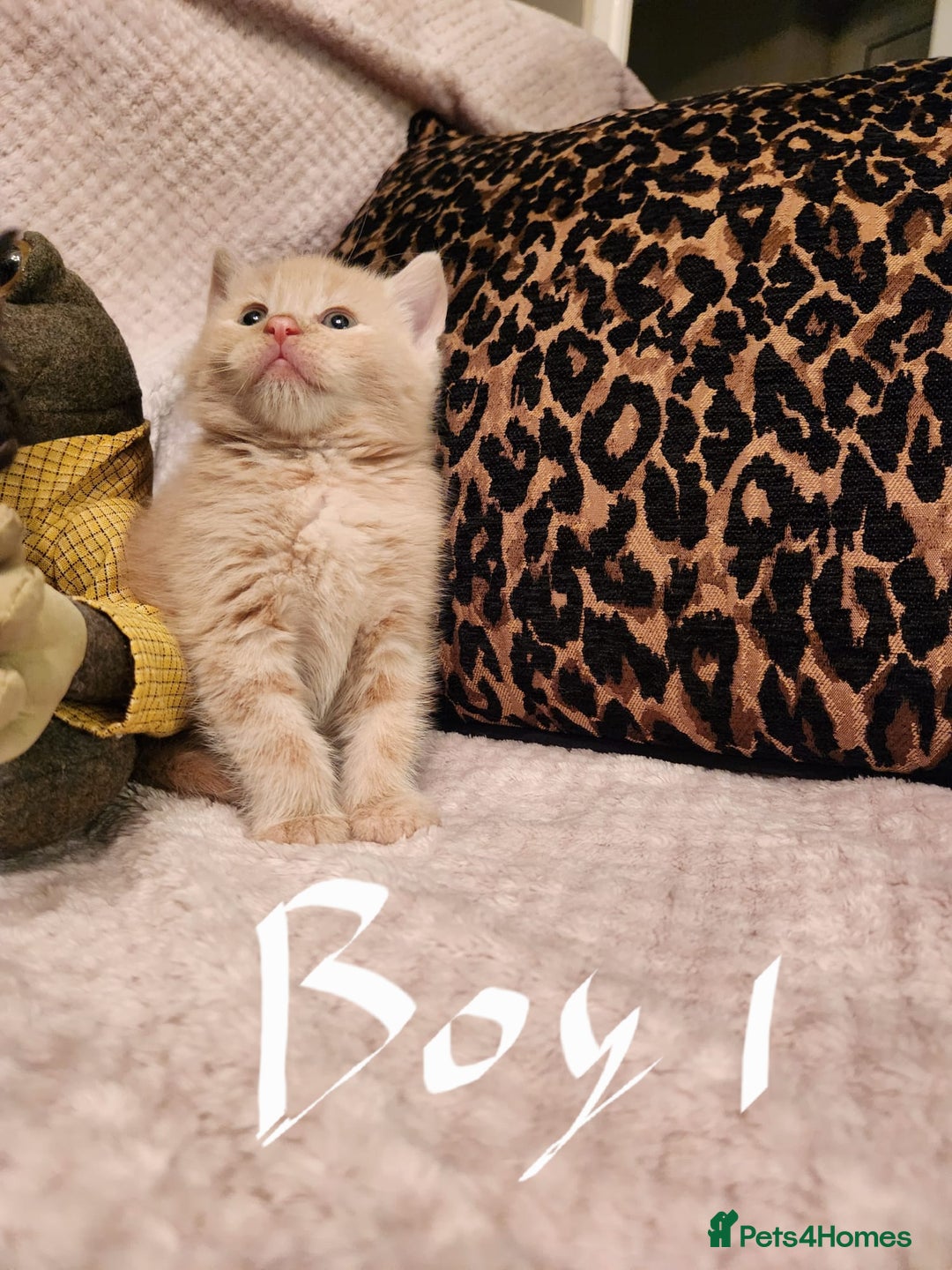 Maine Coon cats for sale: Beautiful Maine Coon kittens  - Advert 1