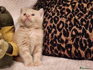 Maine Coon cats Beautiful Maine Coon kittens - Advert 2