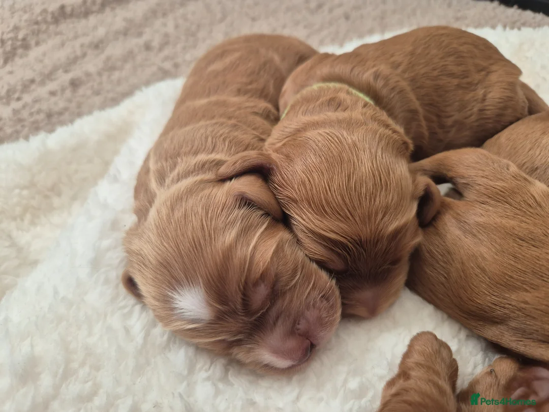 Cockapoo dogs for sale: Beautiful F1 cockapoos - 4 reserved! - Advert 1