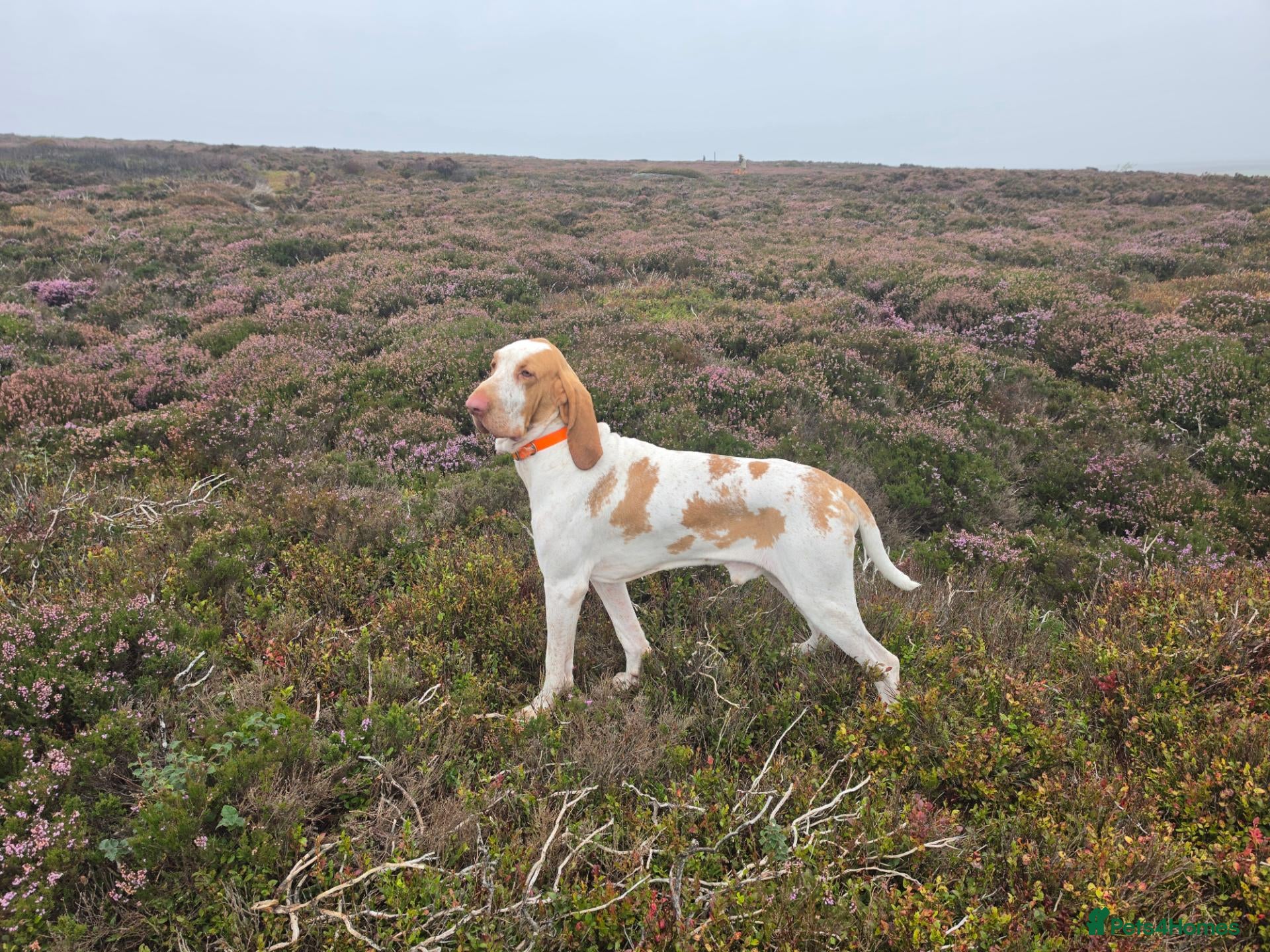 Bracco Italiano dogs Heartbreaking Sale - Advert 1