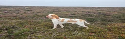 Bracco Italiano dogs for sale: Heartbreaking Sale - Advert 1
