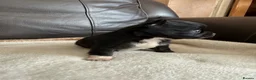 Chihuahua dogs for sale: Two kc reg long coat chihuahua boys available  in Northwich - Advert 9