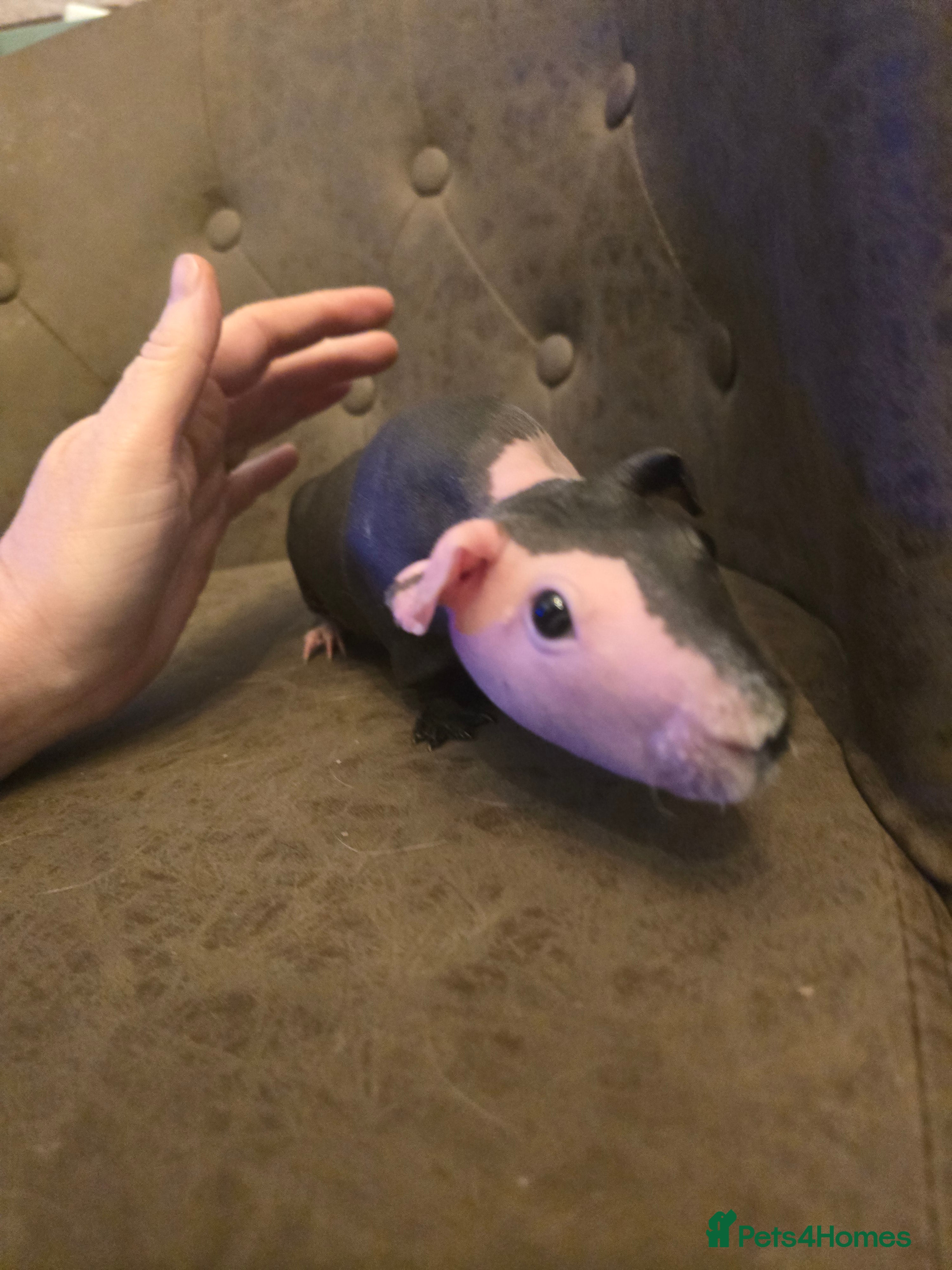 Guinea Pig rodents 2 skinny pig females 14 months old beautiful - Advert 1