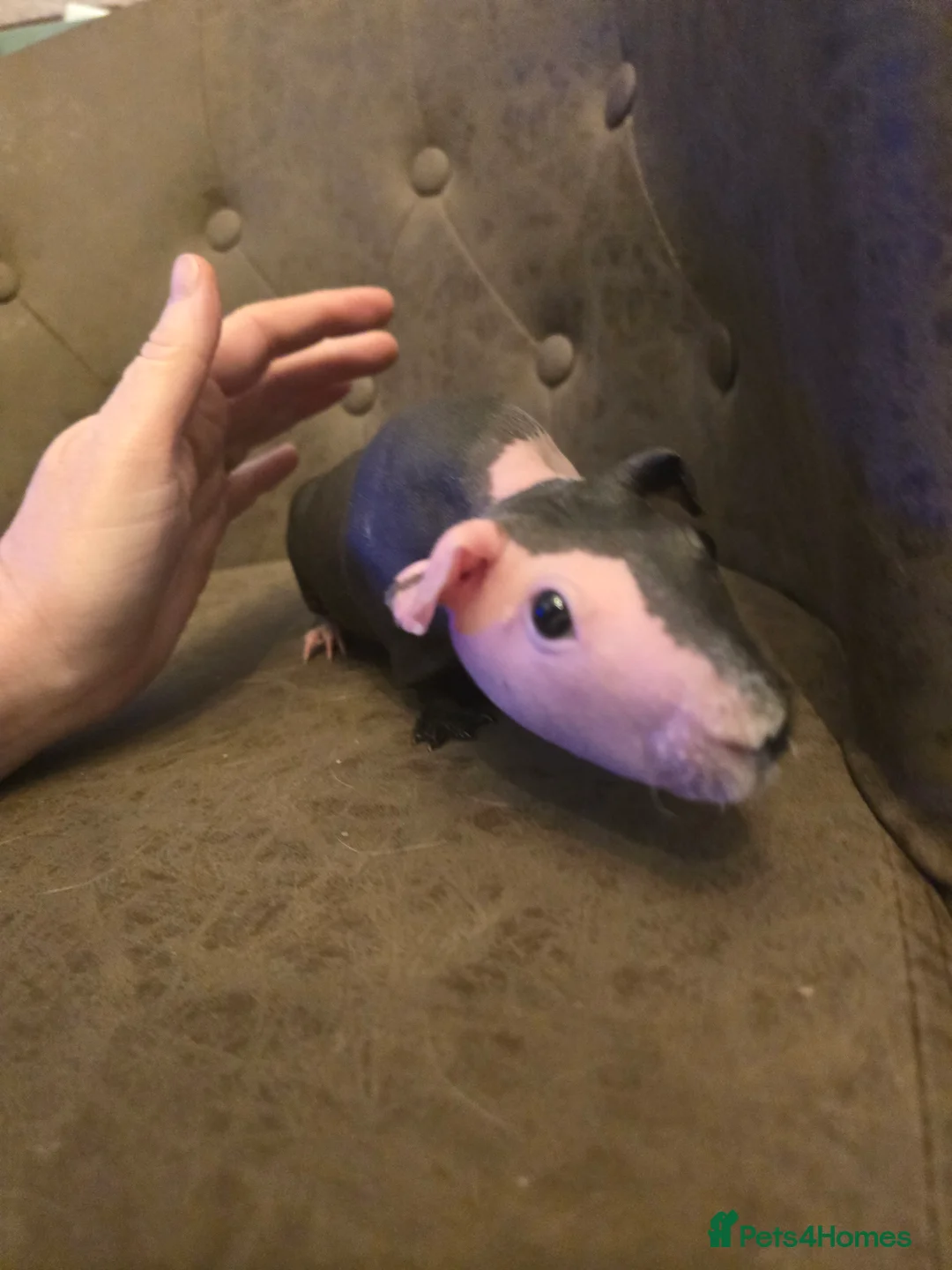 Guinea Pig rodents for sale: 2 skinny pig females 14 months old beautiful - Advert 1