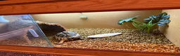 Hermann Tortoise reptiles for sale: Adult Female Hermann’s Tortoise. Full Setup in Saint Helens - Advert 7